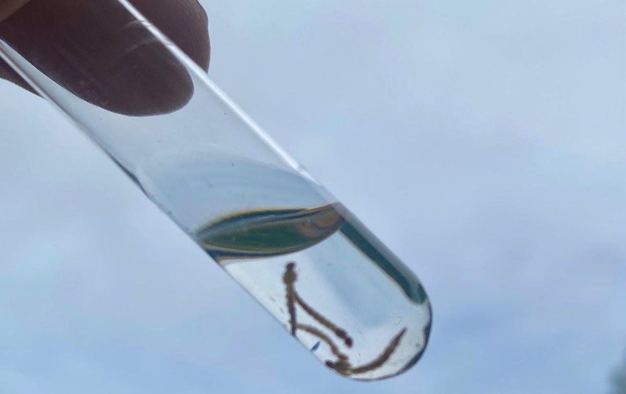 Prefeitura do Assú recolherá lixo pesado em combate à dengue nos bairros São João (26/03) e Carnaubinha (13)